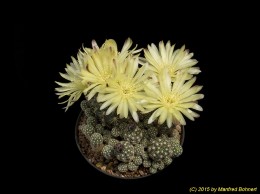 Gymnocalycium andreae v. fechseri 123